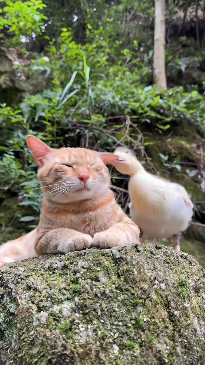 Kali ni itek ni yang buat hal dgn kucing 🦆🐱 #animalsoftiktok #petlover #cattok #catlover #catsoftiktok #cutecat #fypcat 